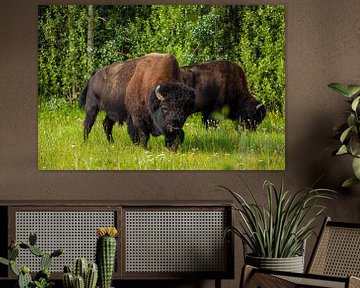 Wild bison in Canada by Roland Brack