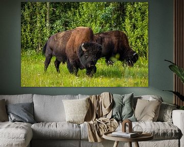 Wilde bizons in Canada van Roland Brack