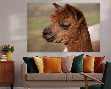 Portret alpaca