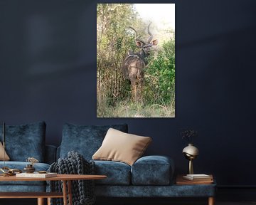 Koedoe in de wildernis | Reisfotografie | Zuid-Afrika van Sanne Dost