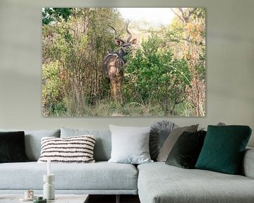 Landschapsfoto van koedoe | Reisfotografie | Zuid-Afrika van Sanne Dost