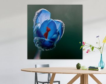 Blauwe kleuren kunst met een krokus van Jolanda de Jong-Jansen