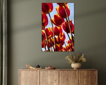 Kleurrijke tulpen sur PvdH Fotografie