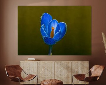 Stilleven kunst met een krokus van Jolanda de Jong-Jansen