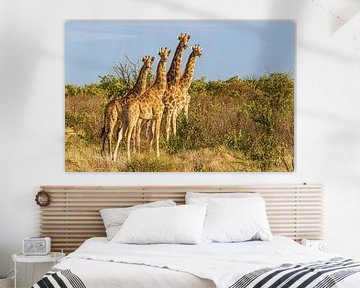 Giraffen in Etosha National Park in Namibië van Corno van den Berg