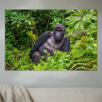 Male Mountain Gorilla: the Silverback