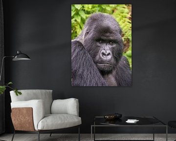 Mountain gorilla up close by Corno van den Berg
