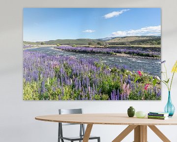 Lupin violet et rose au bord de la rivière sur RobJansenphotography