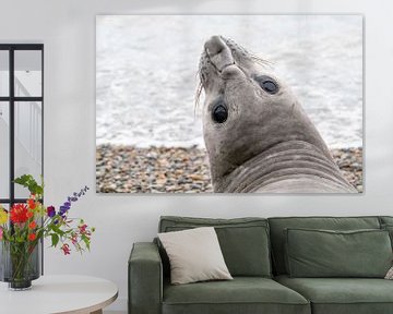 Un éléphant de mer curieux sur RobJansenphotography