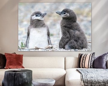 Twee jonge pinguïns van RobJansenphotography