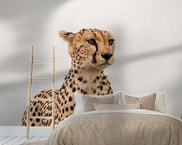 Cheetah van Marry Fermont