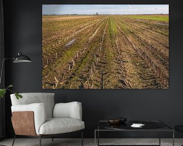 Field with converging rows of maize stubble by Ruud Morijn