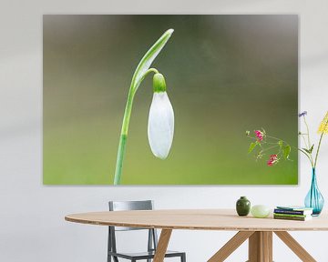 snowdrop by Mel van Schayk