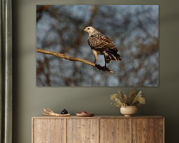 Buzzard (blonde) by Ellie Wagtho