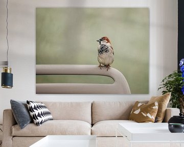 Sparrow on chair by Marina de Wit