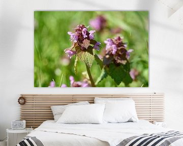 Ortie fleurie, Lamium purpureum