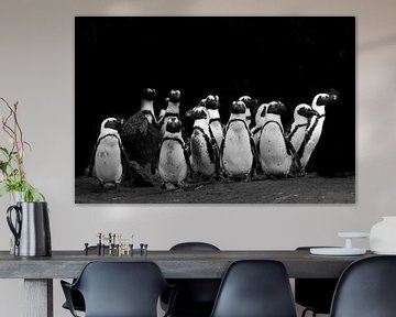 Pinguins | Zwart wit | Fotografie van Monique Tekstra-van Lochem