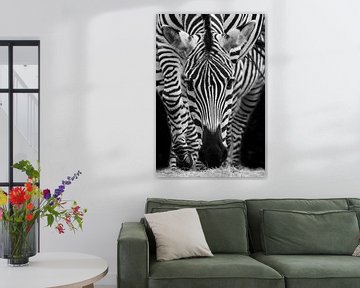 Zebra kop in zwart wit patroon | Portret | Fotografie