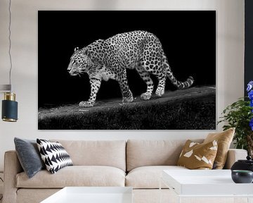 Lopende panter (luipaard) | Zwart wit | Fotografie