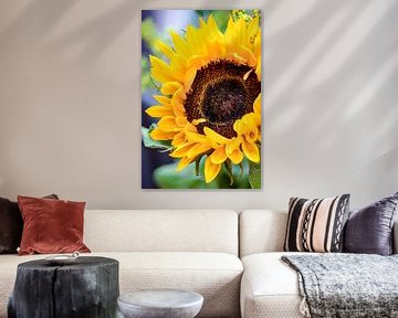 Tournesol sur Gaby Fotografie