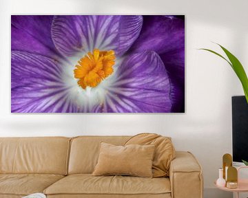 Crocus by Jan van der Knaap