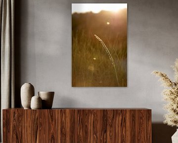 Duingras in het zonlicht in de zomer op een Waddeneiland | natuurfoto | landelijke stijl van Karijn | Fine art Natuur en Reis Fotografie