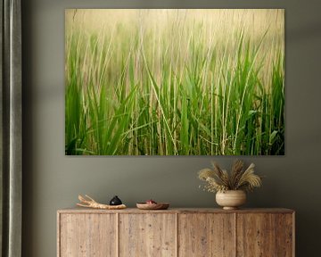 Groen gras op het weiland . van Karijn | Fine art Natuur en Reis Fotografie