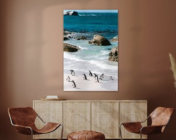 Pinguïns bij Boulders Beach, Zuid-Afrika van Suzanne Spijkers