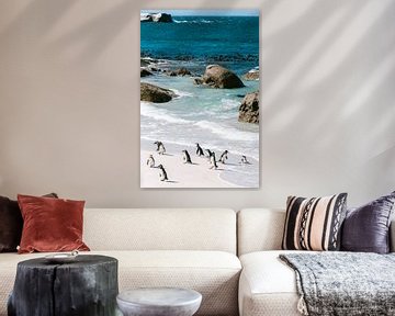 Pinguine am Boulders Beach, Südafrika