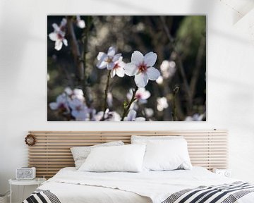 Weiße Mandelblüten im mediterranen Sonnenlicht