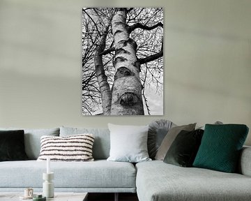 Berk, boomstam in zwart-wit van Joyce Kuipers