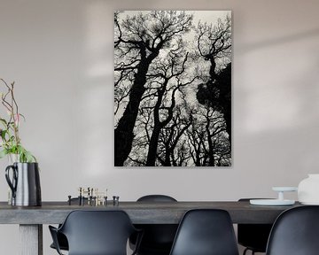 Mysteriöse Bäume, Rijsterbos von Joyce Kuipers