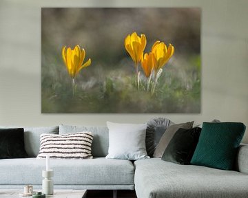 Crocus jaunes dans la belle lumière du soleil sur John van de Gazelle fotografie