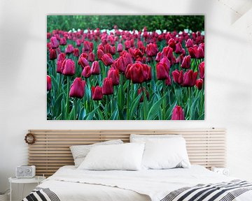 Rode Tulpen. van Melanie Schook