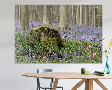 Blauwe wilde hyacinten in het Hallerbos