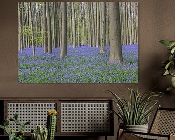 Blauwe hyacinten in een beukenbos