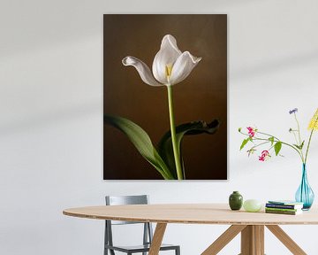 Tulipe blanche morte