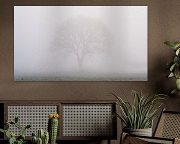 Boom opkomend door de mist. 16x9 verhouding van zeilstrafotografie.nl