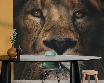 Lion header photo by Moonheart Artworks