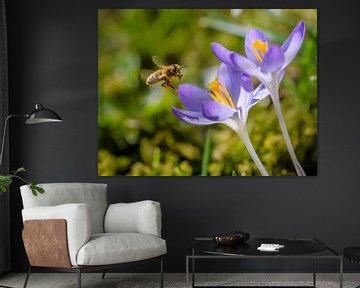 Une abeille vole vers une fleur de crocus violet sur ManfredFotos