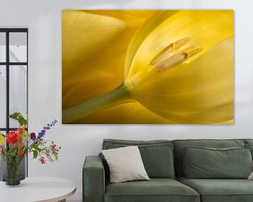 Der gelben Tulpe fehlt ein Blütenblatt von Marjolijn van den Berg