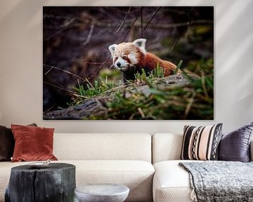 Red Panda by Rob Boon