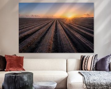 Champ dans le Flevoland | Crêtes de pommes de terre au lever du soleil | Terres agricoles sur Marijn Alons