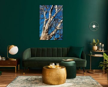 Tronc d'arbre Branches d'eucalyptus en hiver sur Dieter Walther