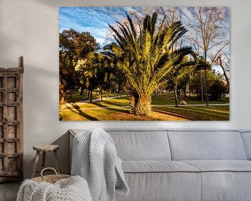 Palm tree in Turiapark Valencia Spain by Dieter Walther