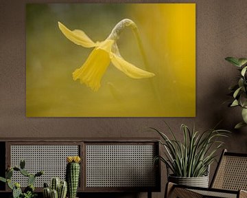 Spring image daffodil by Steffie van der Putten