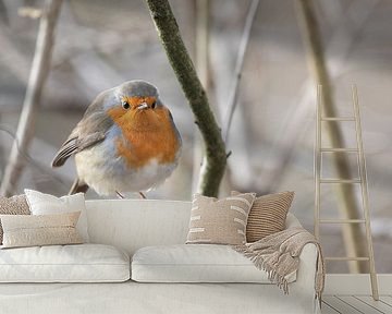Robin portrait by Steffie van der Putten