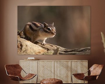 Eichhörnchen-Porträt von Steffie van der Putten