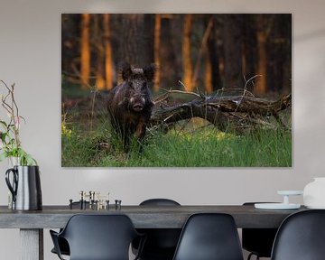 Sanglier sur Danny Slijfer Natuurfotografie