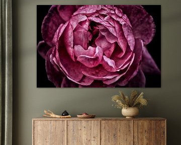 Roze Roos Closeup van marlika art